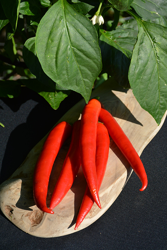 Super Chili Pepper (Capsicum annuum 'Super Chili') at Roger's Gardens