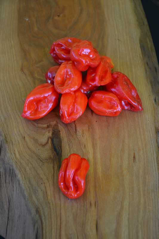 Jamaican Red Hot Pepper (Capsicum chinense 'Jamaican Red Hot') at Roger's Gardens