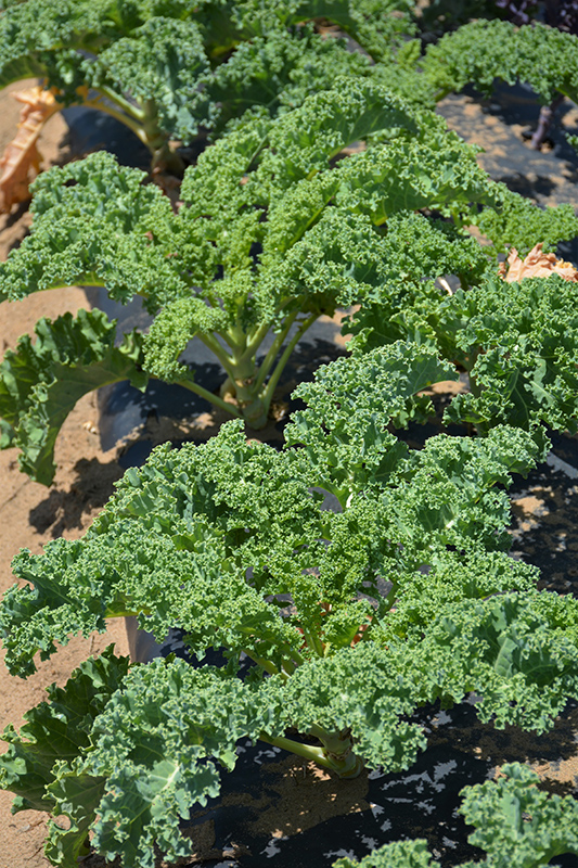 Vates Kale (Brassica oleracea var. sabellica 'Vates') at Roger's Gardens