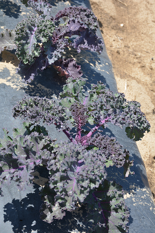 Ripbor Kale (Brassica oleracea var. sabellica 'Ripbor') at Roger's Gardens