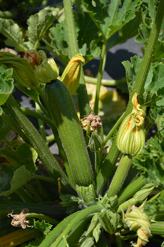Fordhook Zucchini (Cucurbita pepo var. cylindrica 'Fordhook') at Roger's Gardens