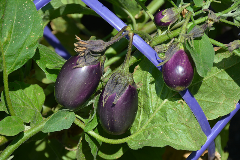 Early Midnight Eggplant (Solanum melongena 'Early Midnight') at Roger's Gardens