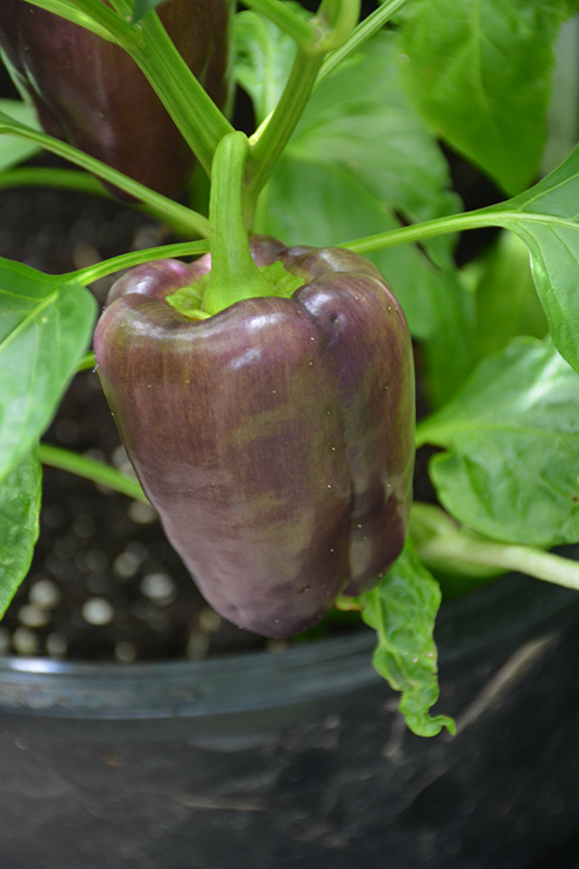 Lilac Sweet Pepper (Capsicum annuum 'Lilac') at Roger's Gardens
