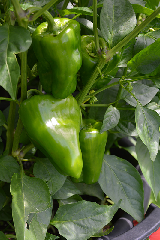 New Ace Pepper (Capsicum annuum 'New Ace') at Roger's Gardens