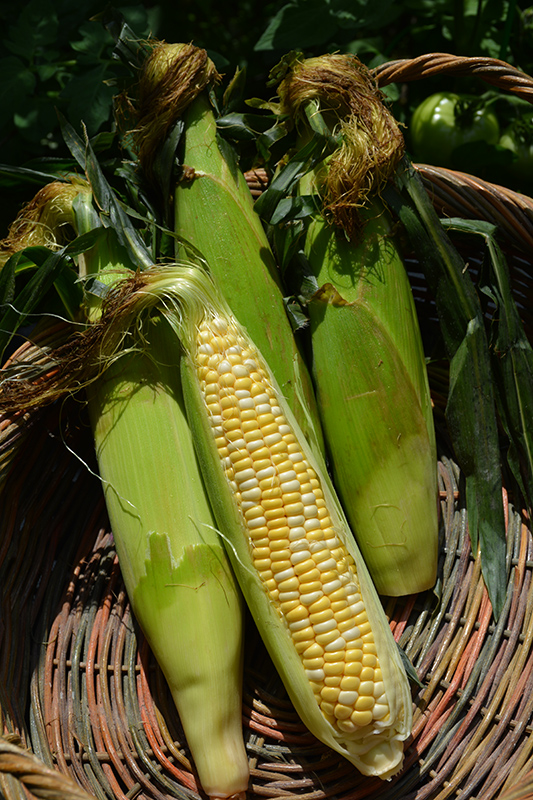 Peaches and Cream Corn (Zea mays 'Peaches and Cream') at Roger's Gardens