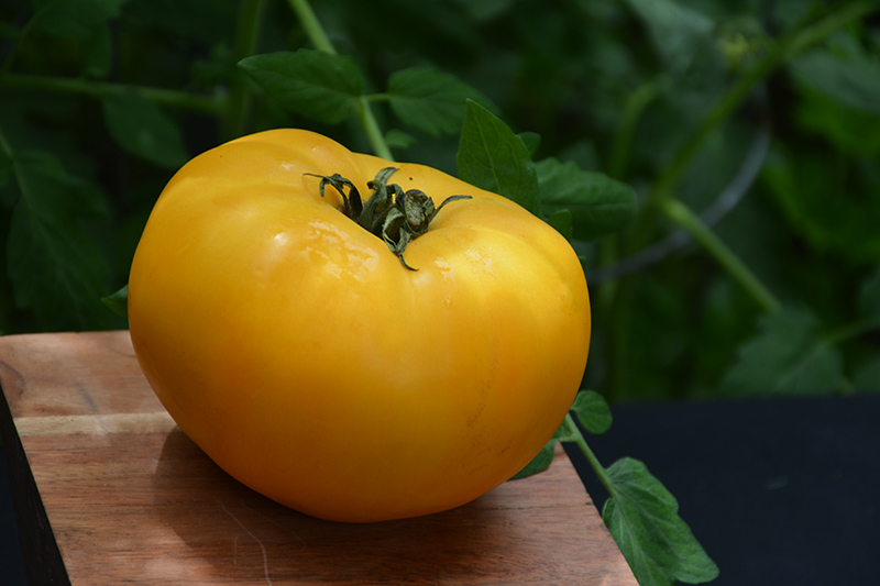 Chef's Choice Yellow Tomato (Solanum lycopersicum 'Chef's Choice Yellow') at Roger's Gardens