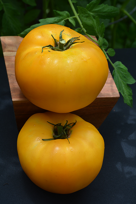 Brandywine Yellow Tomato (Solanum lycopersicum 'Brandywine Yellow') at Roger's Gardens