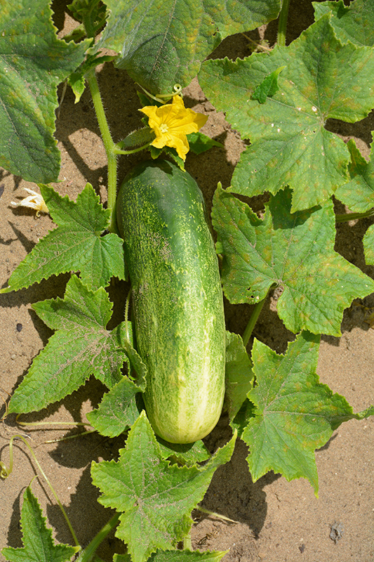 Homemade Pickles Cucumber (Cucumis sativus 'Homemade Pickles') at Roger's Gardens
