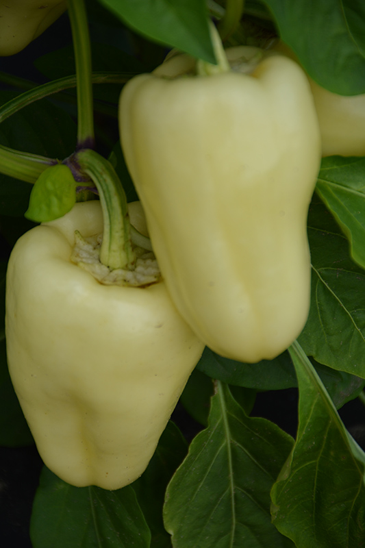 White Bell Pepper (Capsicum annuum 'White Bell') at Roger's Gardens