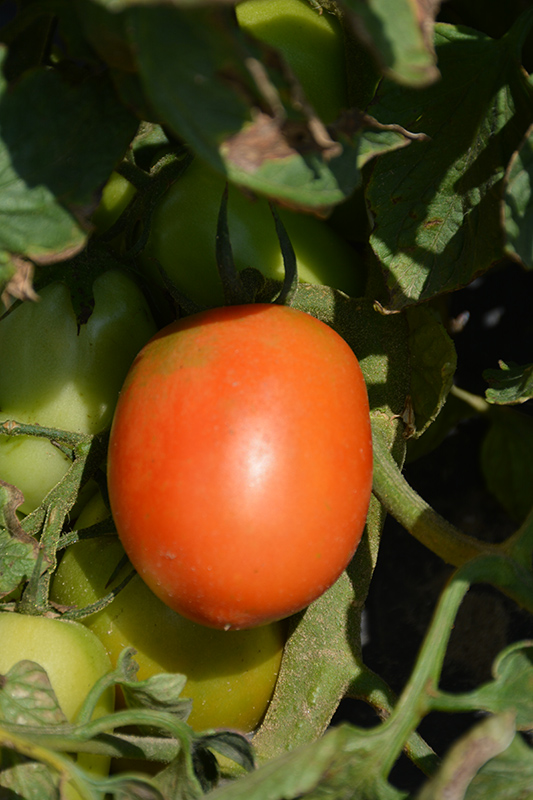 Granadero Tomato (Solanum lycopersicum 'Granadero') at Roger's Gardens