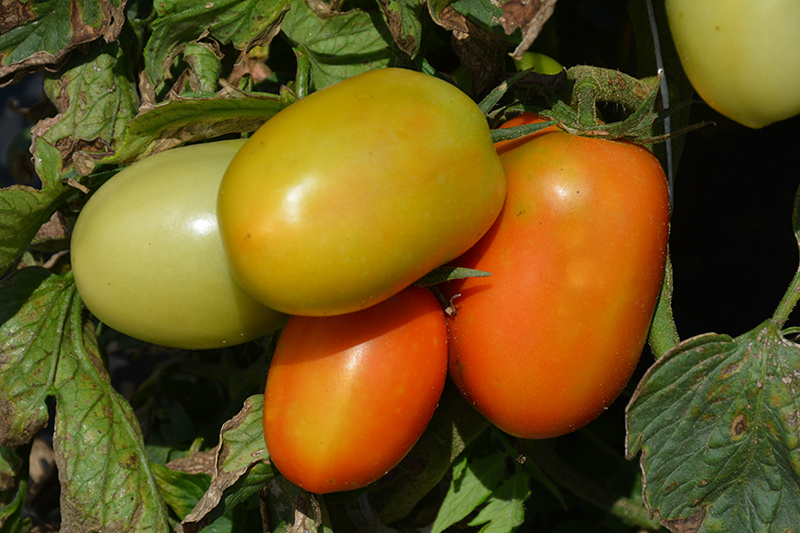 Roma VF Tomato (Solanum lycopersicum 'Roma VF') at Roger's Gardens