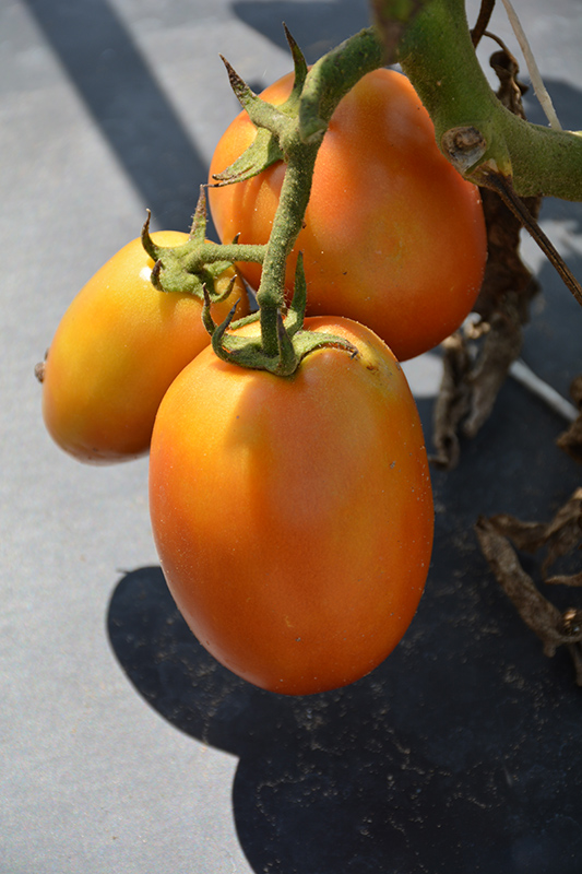 Sunrise Sauce Tomato (Solanum lycopersicum 'Sunrise Sauce') at Roger's Gardens