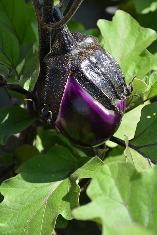 Satin Beauty Eggplant (Solanum melongena 'Satin Beauty') at Roger's Gardens