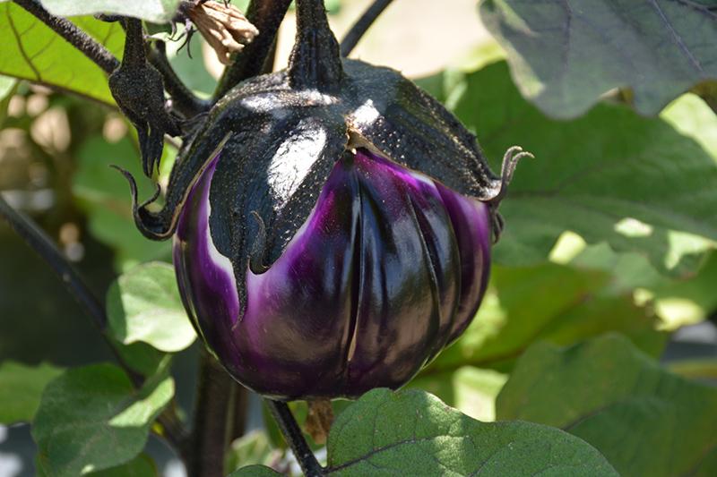 Sicilian Eggplant (Solanum melongena 'Sicilian') at Roger's Gardens