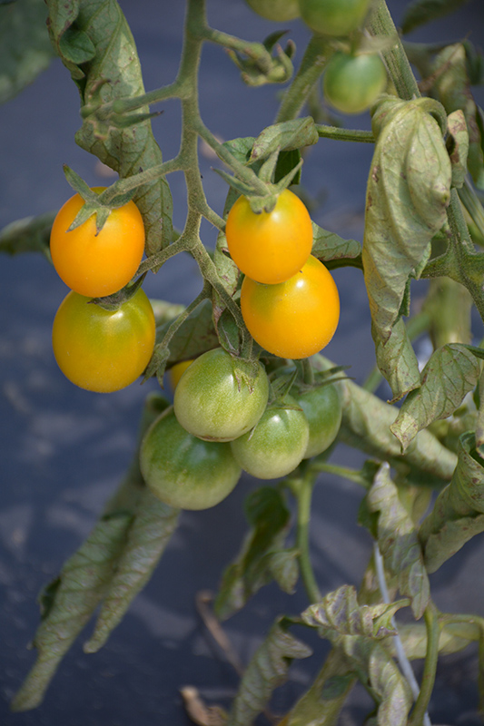 Yellow Grape Tomato (Solanum lycopersicum 'Yellow Grape') at Roger's Gardens