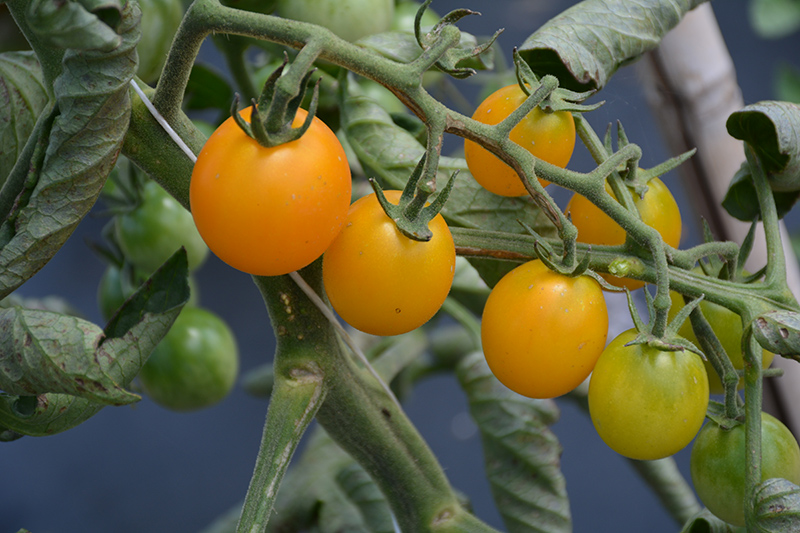 SunSugar Tomato (Solanum lycopersicum 'SunSugar') at Roger's Gardens