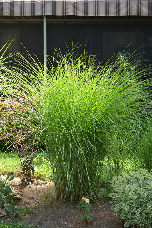 Gracillimus Maiden Grass (Miscanthus sinensis 'Gracillimus') at Roger's Gardens