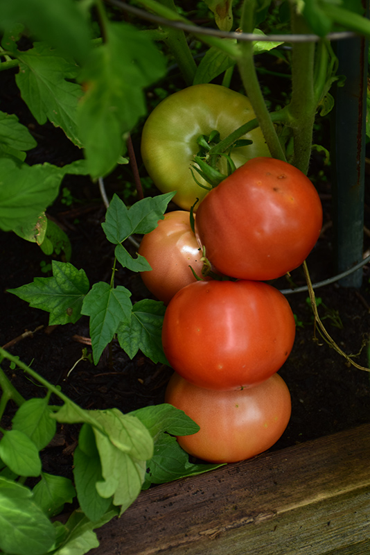 Big Beef Tomato (Solanum lycopersicum 'Big Beef') at Roger's Gardens