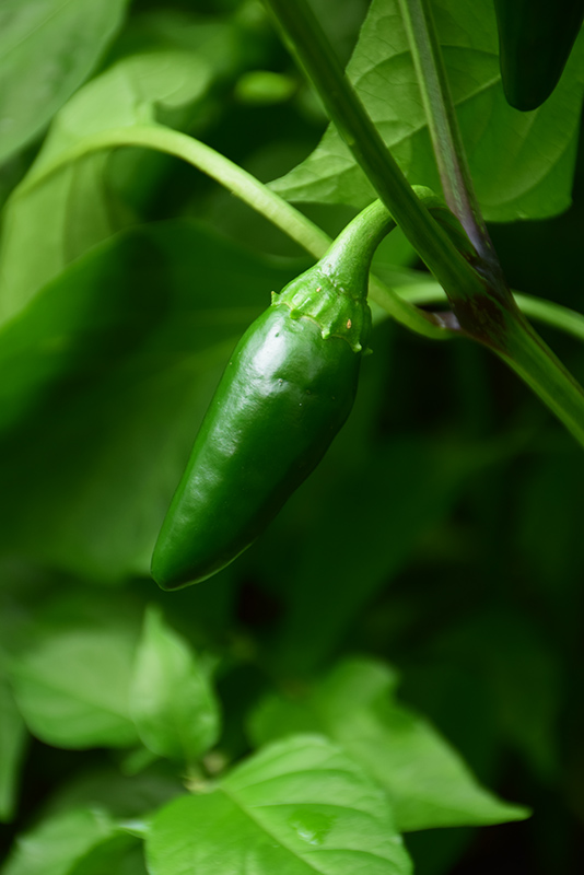 Biker Billy Hot Pepper (Capsicum annuum 'Biker Billy') in Orange County