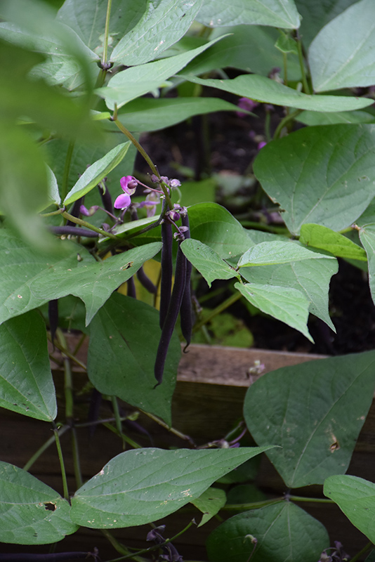 Royal Burgundy Bush Bean (Phaseolus vulgaris 'Royal Burgundy') at Roger's Gardens