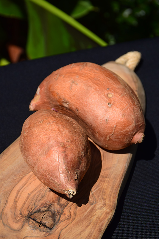 Beauregard Sweet Potato (Ipomoea batatas 'Beauregard') at Roger's Gardens