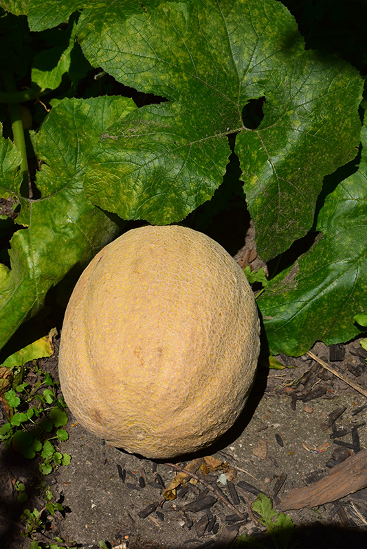 Cantaloupe Melon (Cucumis melo var. cantalupensis) at Roger's Gardens