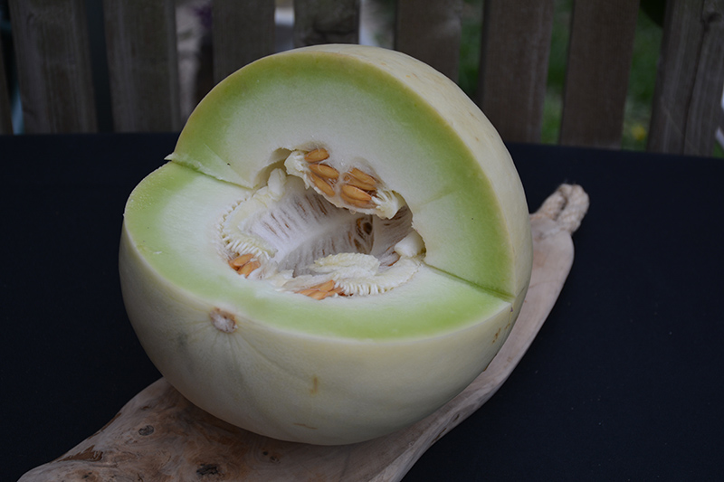 Green Flesh Honeydew Melon (Cucumis melo var. inodorus) at Roger's Gardens