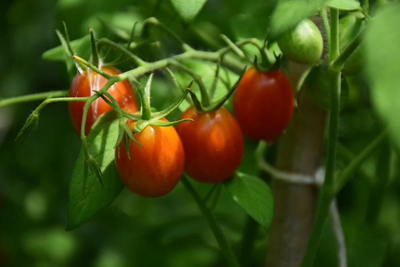 Sugar Rush Tomato (Solanum lycopersicum 'Sugar Rush') at Roger's Gardens