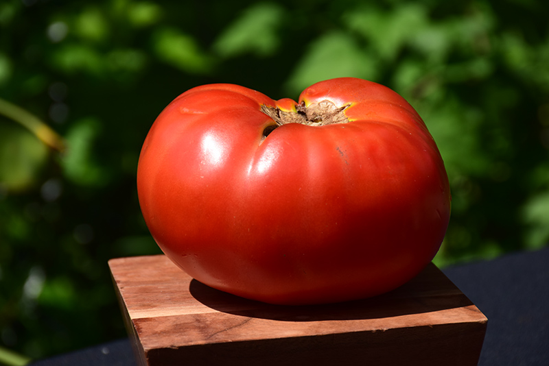 Brandywine Red Tomato (Solanum lycopersicum 'Brandywine Red') at Roger's Gardens