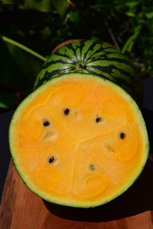 Yellow Baby Watermelon (Citrullus lanatus 'Yellow Baby') at Roger's Gardens