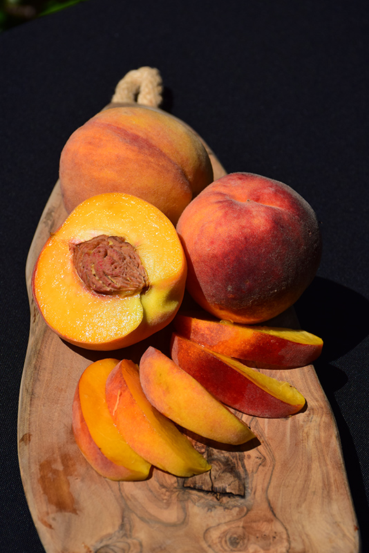 Elberta Peach (Prunus persica 'Elberta') at Roger's Gardens