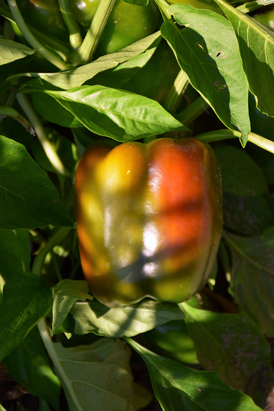 Chocolate Bell Pepper (Capsicum annuum 'Chocolate Bell') at Roger's Gardens