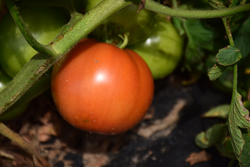 Primo Red Tomato (Solanum lycopersicum 'Primo Red') at Roger's Gardens