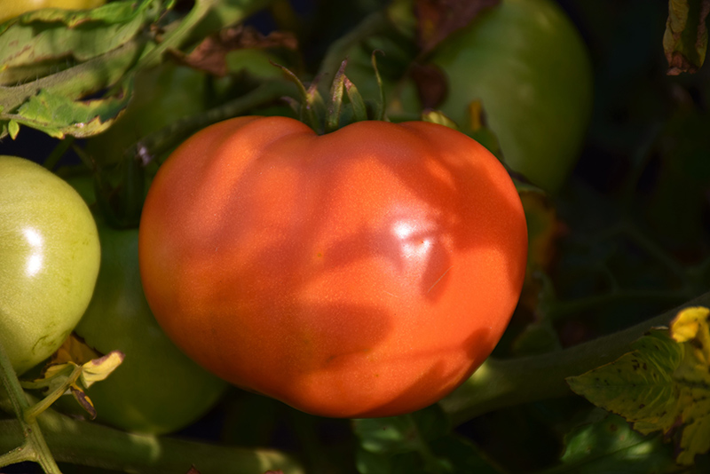 Chef's Choice Pink Tomato (Solanum lycopersicum 'Chef’s Choice Pink') at Roger's Gardens