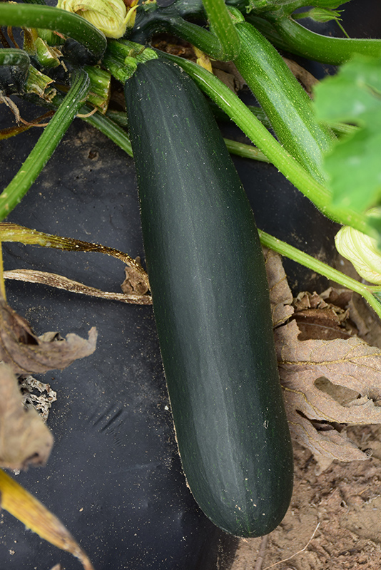 Black Beauty Zucchini (Cucurbita pepo var. cylindrica 'Black Beauty') at Roger's Gardens
