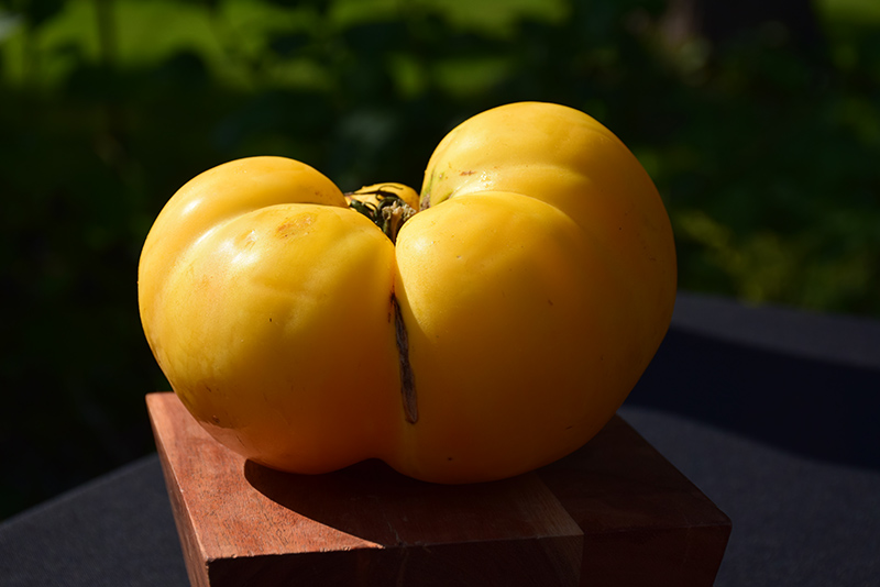 Great White Tomato (Solanum lycopersicum 'Great White') at Roger's Gardens