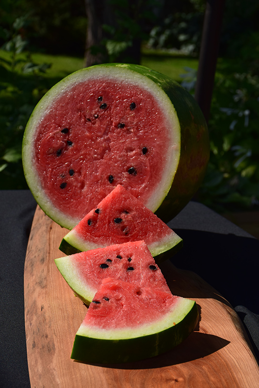 Sweet Beauty Watermelon (Citrullus lanatus 'Sweet Beauty') at Roger's Gardens