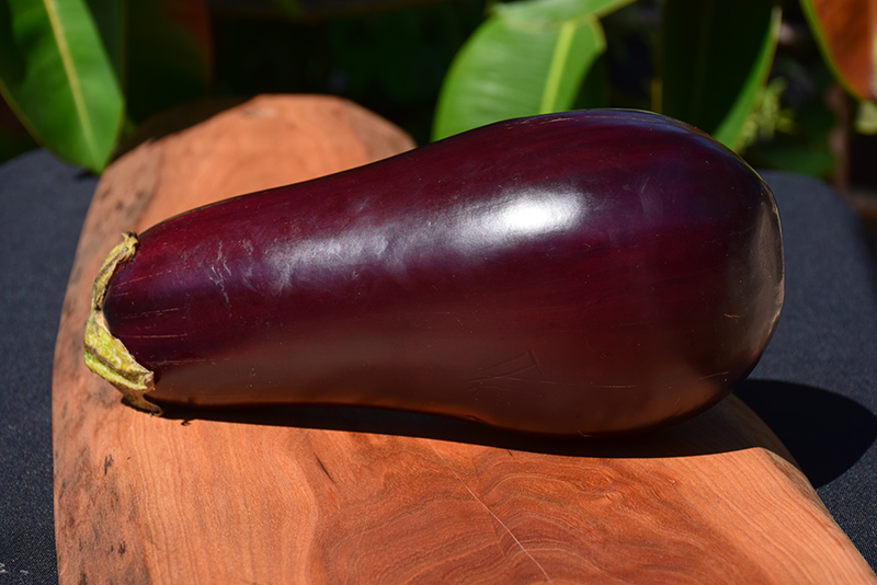 Dusky Eggplant (Solanum melongena 'Dusky') at Roger's Gardens