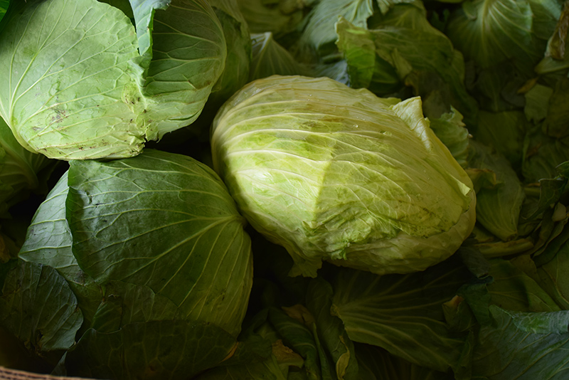 Big Flat Head Cabbage (Brassica oleracea var. capitata 'Big Flat Head') at Roger's Gardens