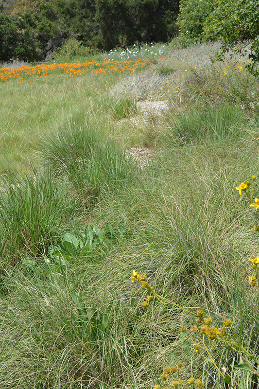Deer Grass (Muhlenbergia rigens) at Roger's Gardens