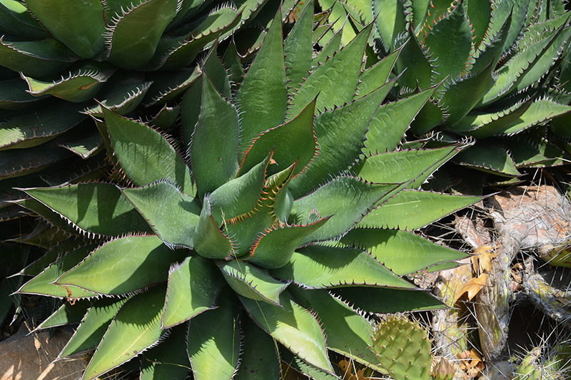 Shaw's Agave (Agave shawii) at Roger's Gardens