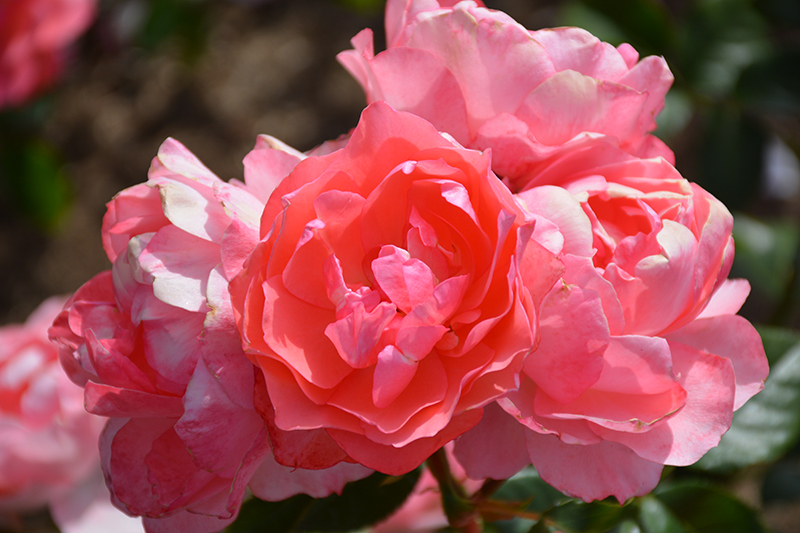Passionate Kisses Rose (Rosa 'Meizebul') at Roger's Gardens