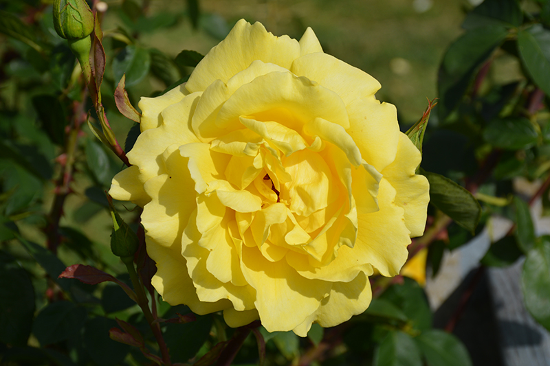 Mellow Yellow Rose (Rosa 'Mellow Yellow') at Roger's Gardens