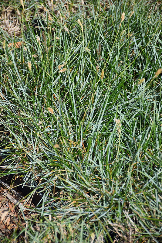 Blue Moor Grass (Sesleria caerulea) at Roger's Gardens