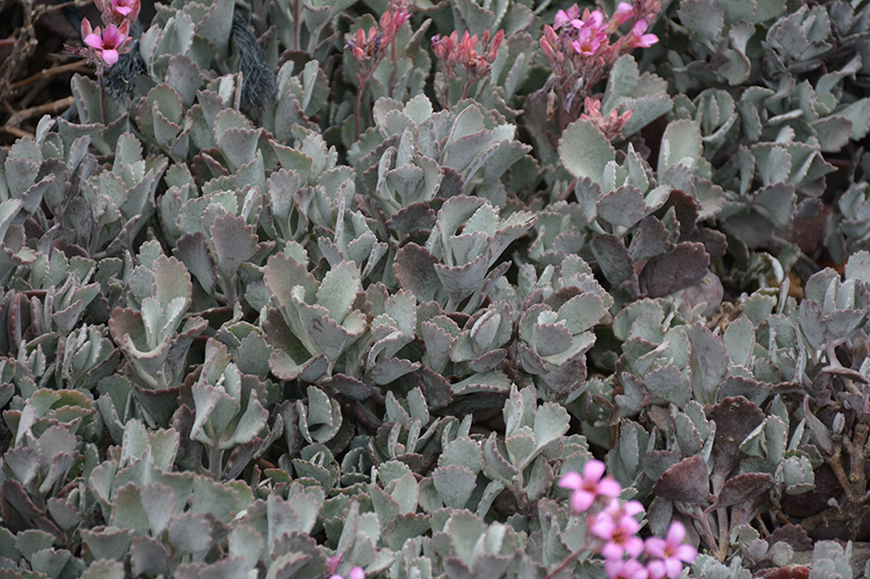 Flower Dust Plant (Kalanchoe pumila) at Roger's Gardens