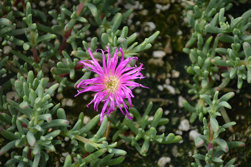 Purple Iceplant (Lampranthus productus) at Roger's Gardens