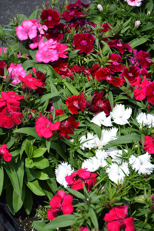 Floral Lace Mix Pinks (Dianthus 'Floral Lace Mix') at Roger's Gardens