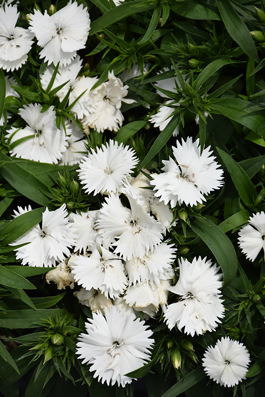 Floral Lace White Pinks (Dianthus 'Floral Lace White') at Roger's Gardens