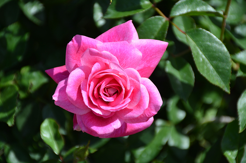 Brilliant Pink Iceberg Rose (Rosa 'Brilliant Pink Iceberg') at Roger's Gardens