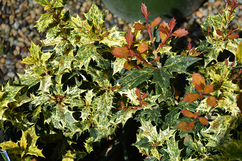 Variegated False Holly (Osmanthus heterophyllus 'Goshiki') at Roger's Gardens